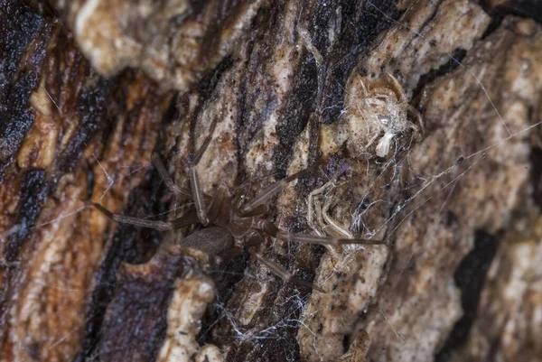 아르헨티나의 코르도바에 거미집에서 Recluse Loxosteles — 스톡 사진