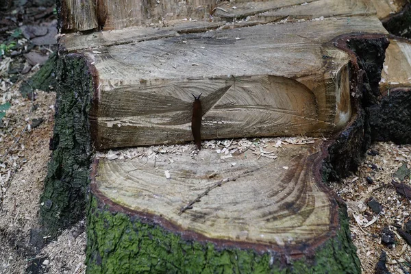 Primo Piano Una Pallottola Una Corteccia Albero — Foto Stock