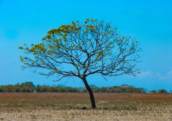 Uma Árvore Solitária Prado Sob Céu Azul — Fotografia de Stock