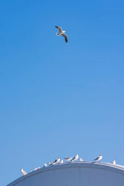 Прекрасная Чайка Летит Голубом Небе — стоковое фото