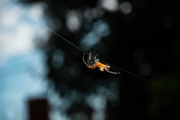 在昏暗模糊的背景下 一只欧洲花园蜘蛛在灯光下的特写镜头 — 图库照片