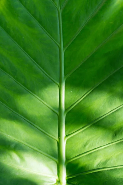 Gros Plan Vertical Des Détails Texturaux Une Feuille Verte — Photo