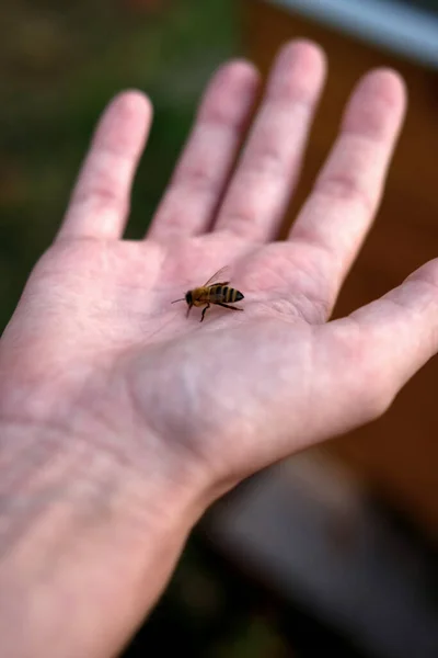 Eine Großaufnahme Einer Honigbiene Auf Der Hand Eines Menschen — Stockfoto