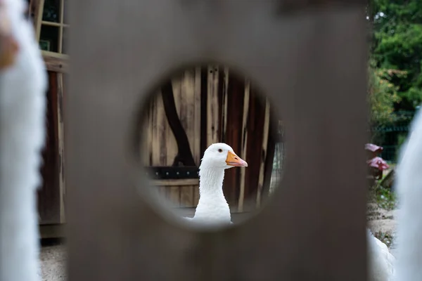 鸭通过金属孔看到的一只白鸭子 旁边有两只鸭子 — 图库照片
