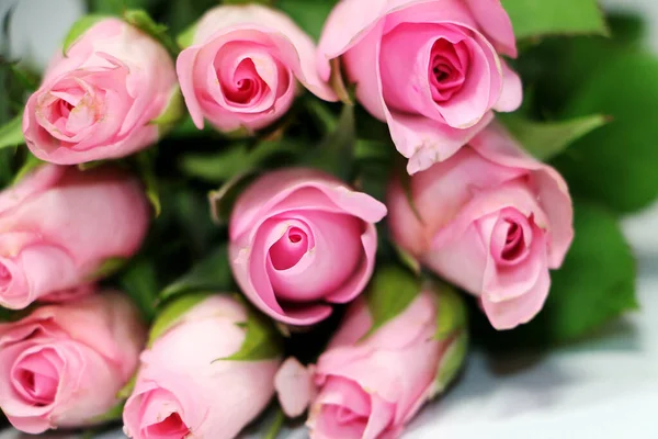 Ένα Όμορφο Κοντινό Πλάνο Ρομαντικών Ροζ Τριαντάφυλλων — Φωτογραφία Αρχείου