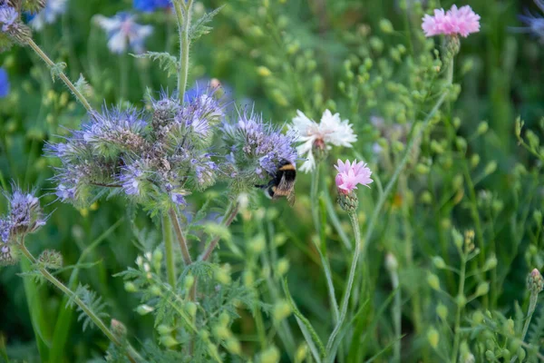 Крупный План Шмеля Собирающего Пыльцу Цветах — стоковое фото