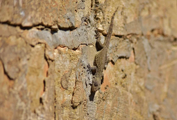 Moorish Gecko Tarentola Mauritanica Basking Sun Wall Maltese Limestone Found Stock Image