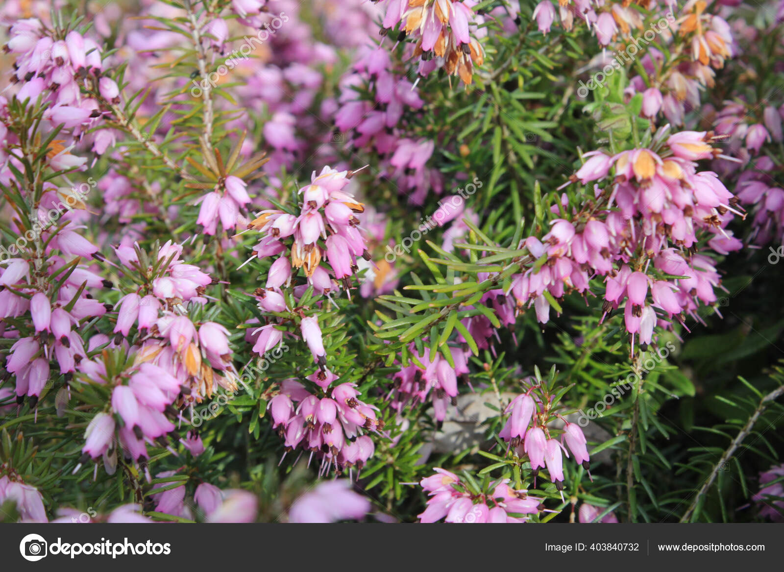 Hermoso Tiro Flores Forma Campana Rosa Flor: fotografía de stock © Wirestock #403840732 | Depositphotos Hermoso Tiro Flores Forma Campana Rosa Flor: fotografía de stock © Wirestock #403840732 | Depositphotos