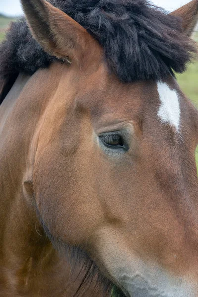 Tiro Vertical Caballo Campo — Foto de Stock