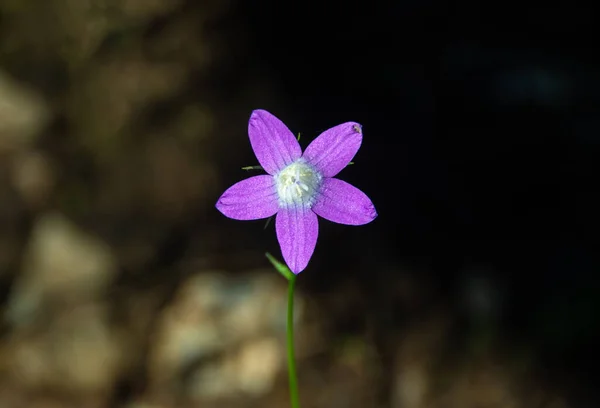 Eine Selektive Fokusaufnahme Einer Schönen Campanula Ramosissima Blüte Vor Verschwommenem — Stockfoto