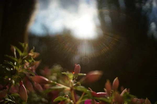 美しい花とそれらの上の太陽の落下光の選択的な焦点ショット — ストック写真