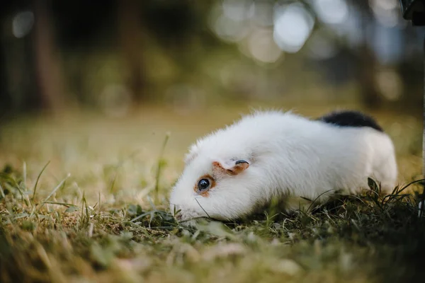 Close Pequeno Hamster Bonito — Fotografia de Stock