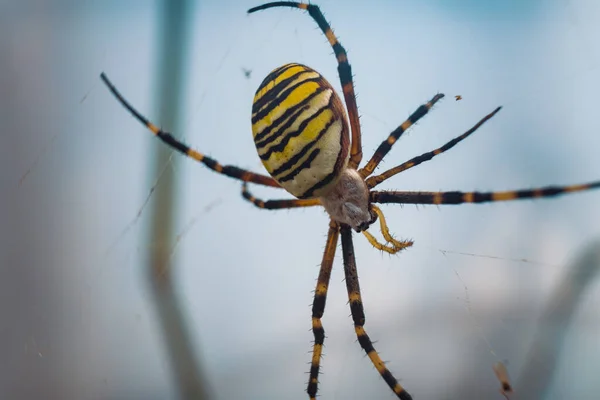 Detailní Záběr Žlutého Zahradního Pavouka Pavučině Rozmazaným Pozadím — Stock fotografie