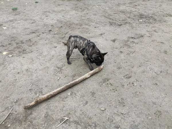 Siyah Bir Fransız Bulldog Sopayla Oynadığı Bir Yakın Çekim — Stok fotoğraf