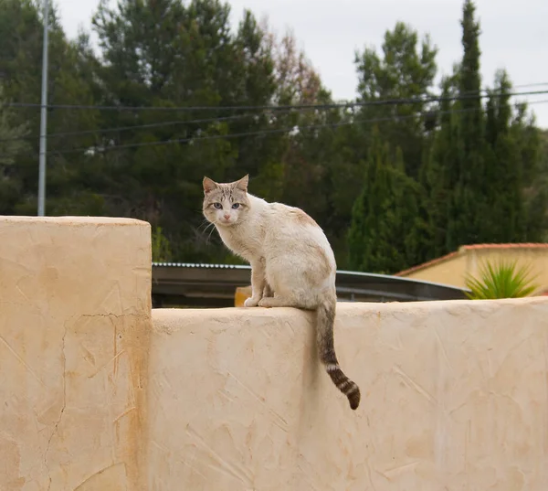 Eine Süße Weiße Katze Sitzt Auf Einem Steinrand Einer Brücke — Stockfoto