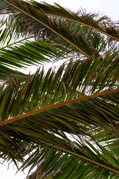 熱帯のヤシの木の低角度ショット — ストック写真