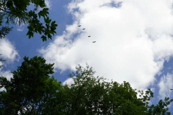 Een Lage Hoek Opname Van Vliegende Vogels Een Bewolkte Lucht — Stockfoto