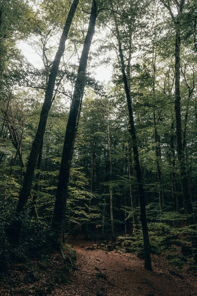 Ett Vertikalt Skott Från Skog — Stockfoto