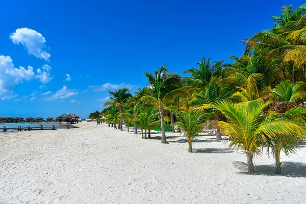 Захоплюючий Знімок Красивого Піщаного Пляжу Пальмами — стокове фото