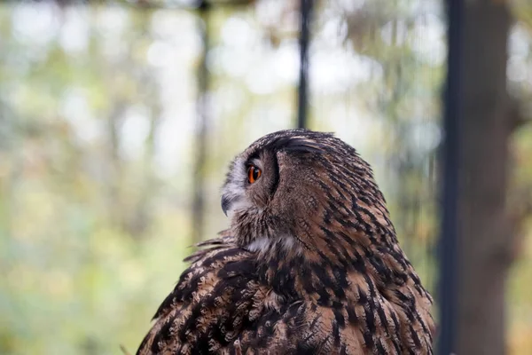 Een Closeup Van Een Screech Uil Een Wazige Achtergrond — Stockfoto