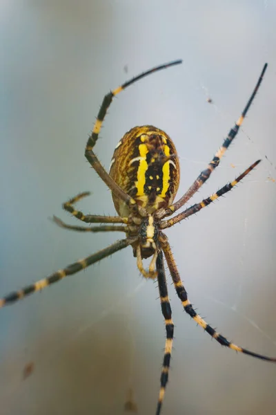 Colpo Verticale Ragno Giardino Giallo Una Tela Con Uno Sfondo — Foto Stock