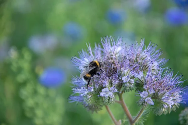 Enfoque Selectivo Una Abejita Una Flor Phacelia — Foto de Stock