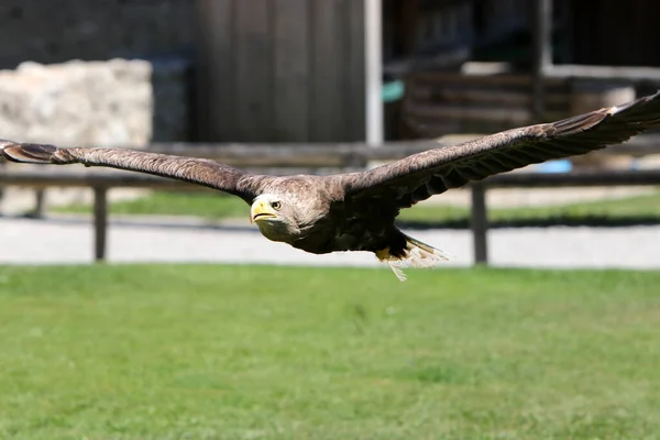 Primer Plano Águila Dorada Voladora — Foto de Stock