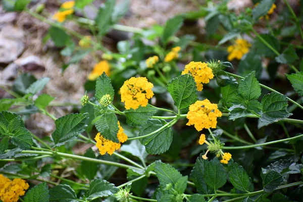 Крупним Планом Шматок Квітучих Жовтих Квітів Вдень — стокове фото