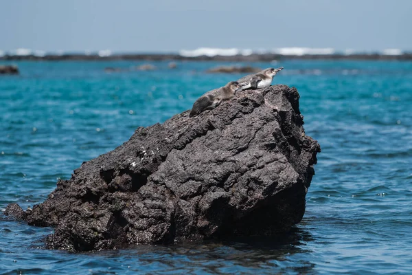 Horizontal Shot Two Galapagos Penguins Laying Rock — Stock Photo, Image