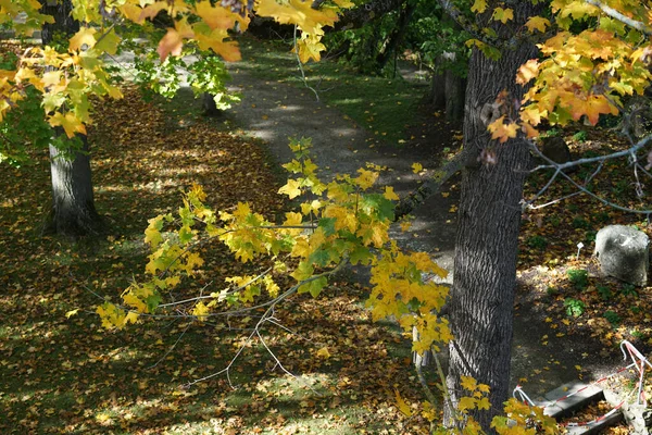 Uma Floresta Com Árvores Altas Com Folhas Amarelas Outono — Fotografia de Stock