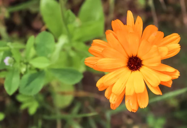 一种从一种叫Calendula的植物上提取的有选择的聚焦特写 — 图库照片