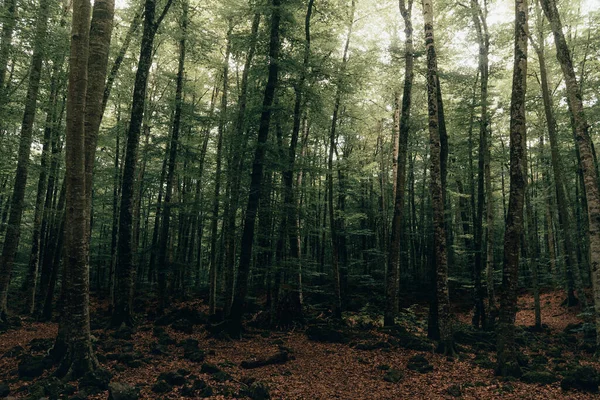 Beau Cliché Une Forêt — Photo