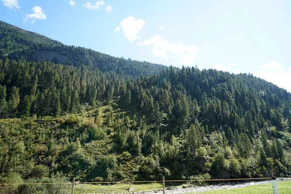 Tagsüber Ein Dichter Grüner Wald Bayern — Stockfoto