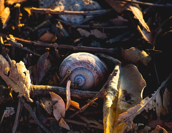 Tiro Close Pequeno Caracol Com Folhas Outono — Fotografia de Stock