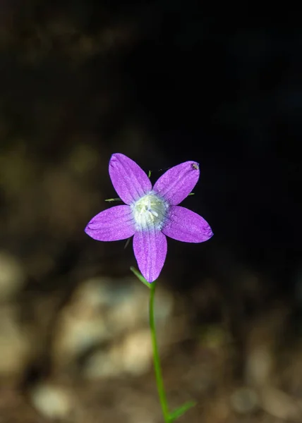 Egy Függőleges Felvétel Egy Gyönyörű Campanula Ramosissima Virág Előtt Elmosódott — Stock Fotó