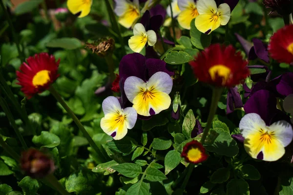 Primer Plano Violetas Tricolores —  Fotos de Stock