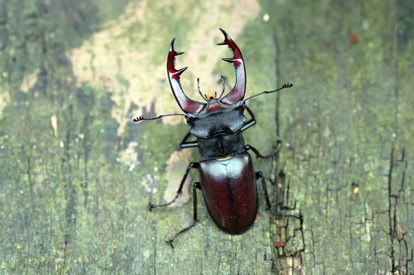 Ein Selektiver Fokusschuss Eines Hirschkäfers Auf Dem Boden — Stockfoto