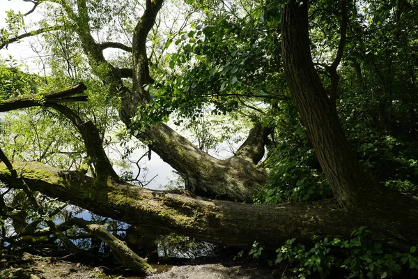 Tiro Perto Uma Árvore Grande Floresta — Fotografia de Stock