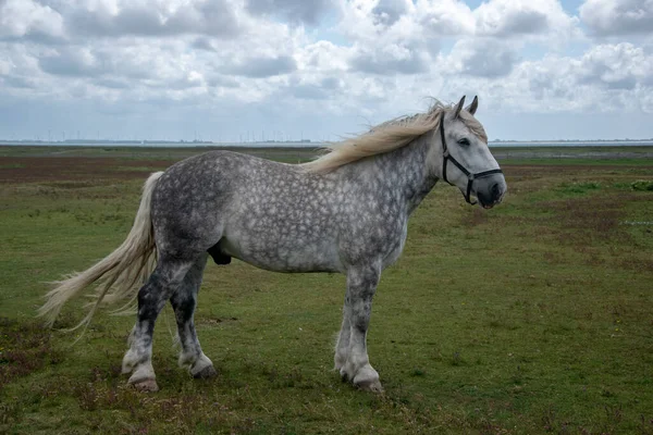 Nahaufnahme Eines Pferdes Auf Dem Feld — Stockfoto