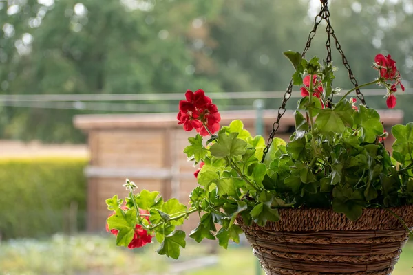 Selective Focus Shot Hanging Potted Plant Red Flowers — Stock Photo, Image