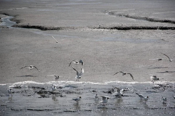 Una Hermosa Toma Grupo Gaviotas Preparándose Para Vuelo Una Playa — Foto de Stock