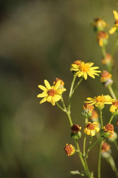 Vertical Selective Focus Shot Yellow Wildflowers — Stock Photo, Image