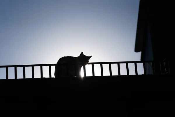 一只猫在屋顶上低角拍的照片 — 图库照片