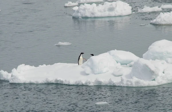 Colpo Aereo Pinguini Lastrone Ghiaccio Nell Oceano — Foto Stock