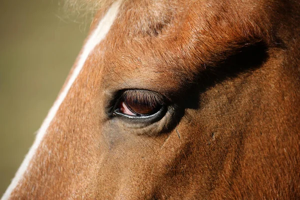 Een Close Shot Van Een Harig Paard Gezicht Met Een — Stockfoto