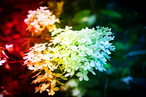 Tiro Seletivo Foco Flor Hydrangea Sob Luzes Coloridas — Fotografia de Stock