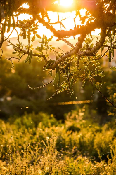 Vertical Closeup Shot Plants Covered Light Setting Sun — Stock Photo, Image