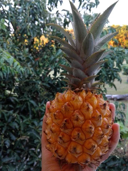 Plan Vertical Ananas — Photo