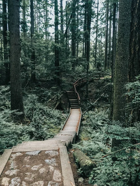 暗い森への階段のショット — ストック写真