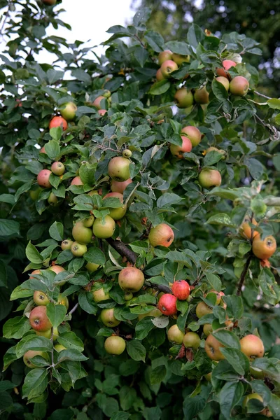 Una Toma Vertical Manzanas Rojas Mcintosh Árbol — Foto de Stock